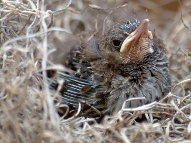 Brown Thrashers